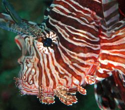Regalia. Taken in Lembeh w/Nikon D70, 60mm lens & Inon Z2... by Beverly Speed 